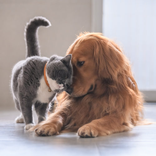 Does Glucosamine Work For Dogs and Cats?