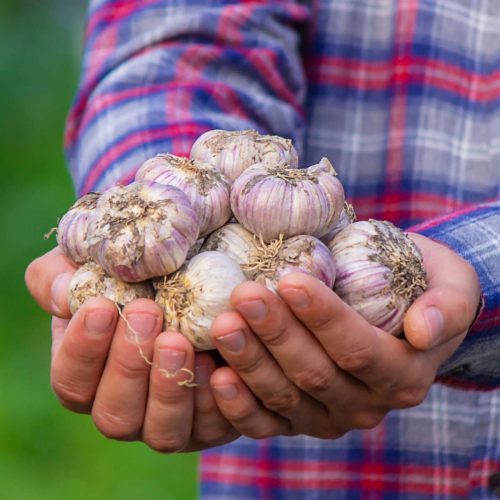 Garlic for colds and flu season: a nutritional therapist’s winter protocol